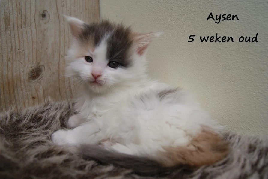 Aysen